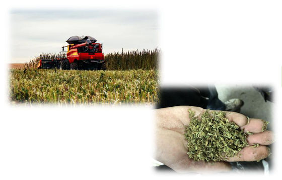 THC استخراج CBD دستگاه استخراج ، مقیاس کوچک CBD تجهیزات استخراج